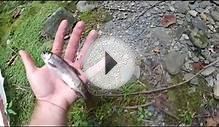 Fly Fishing for Rainbow Trout