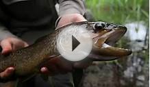 Fly-Fishing Video: Small Stream, Big Fish. . . - Orvis News