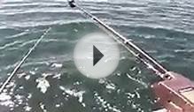 Jigging Brown Trout & Salmon on Lake Ontario