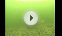 Marcum LX 9 Underwater Ice Fishing Footage