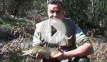 massive brown trout rapala small streams *fishing