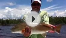 Redfish Fishing With Marathon Fishing Charters Angling