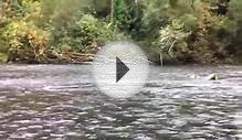 Salmon Fishing the Green River. Auburn Washington