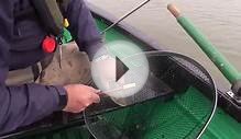 Seatrout Fishing in salt water - explosive action on the