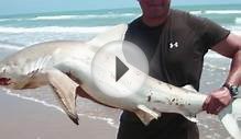 South Padre Island Shark Fishing