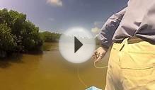 Tarpon Fly Fishing Mexico