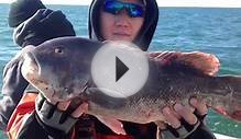 Tautog Pescado Negro Blackfish Tautog Fishing RI New