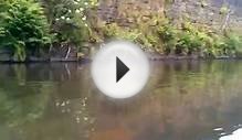 Trout fishing on river Roch Rochdale UK 1