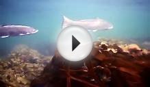 UK vers. Sea Trout Secrets 2 Fly Fishing