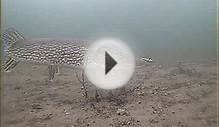 Underwater Ice Fishing Video Walleye, Northern, and Musky