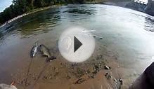 Underwater view of salmon life Tippy Dam, underwater river