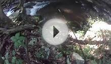 wild rainbow trout fishing video in West Virginia in