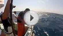 yellowfin tuna fishing at frances fleet r,i 9/5/2014