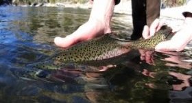 Wanna know what the fishing is a lot like in the Colorado large country? Check out these existing, up to date fishing reports from Silverthorne Colorado’s most useful fly shop