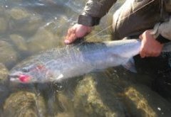 Winter Steelhead Scandi or Skagit Line