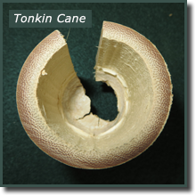 Cross section of Tonkin Cane